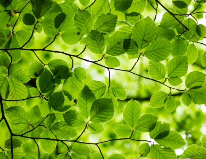 Программа выходного дня - Санаторий «Славутич» Алушта